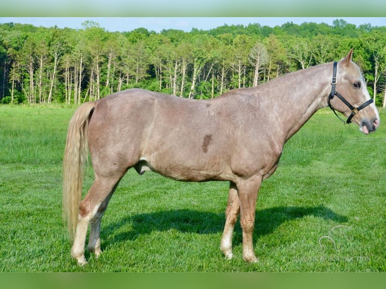 Tennessee Walking Horse Wallach 13 Jahre 163 cm Roan-Red in Park Hills, MO