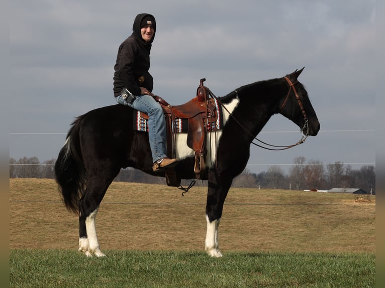 Tennessee Walking Horse Wallach 13 Jahre Overo-alle-Farben in Whitley City Ky