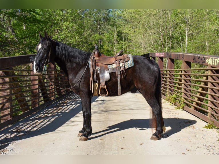 Tennessee Walking Horse Wallach 13 Jahre Rappe in Cleveland TN