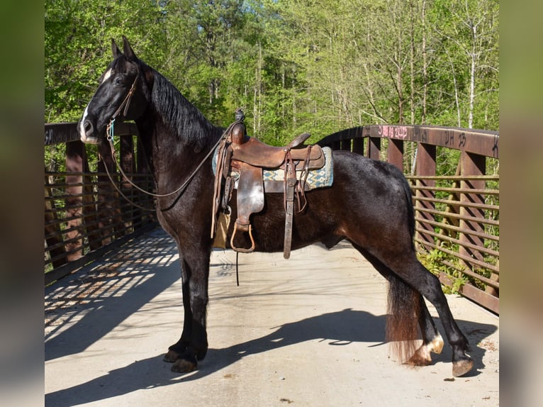 Tennessee Walking Horse Wallach 13 Jahre Rappe in Cleveland TN