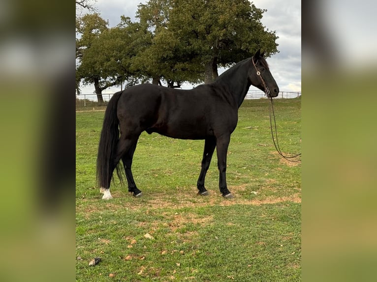 Tennessee Walking Horse Wallach 13 Jahre Rappe in Weatherford, TX