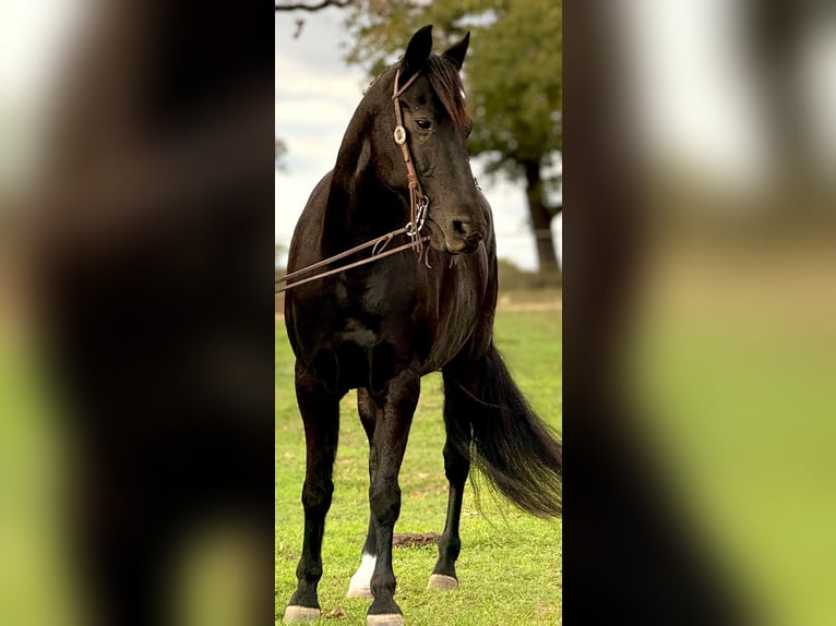 Tennessee Walking Horse Wallach 13 Jahre Rappe in Weatherford, TX