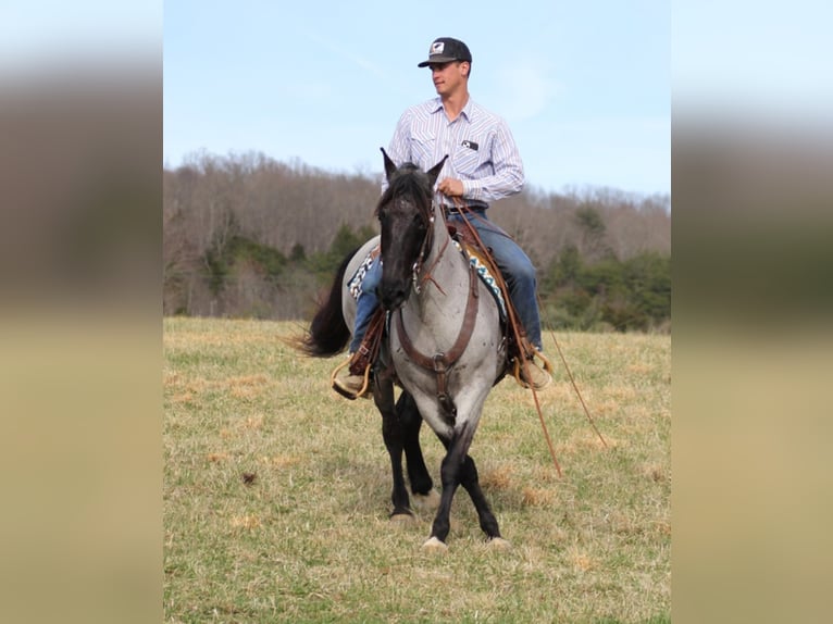 Tennessee Walking Horse Wallach 13 Jahre Roan-Blue in Brodhead KY