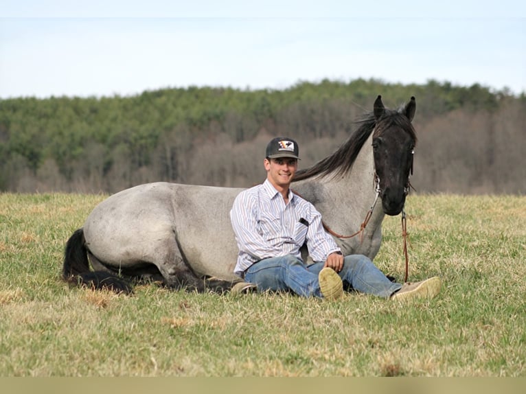 Tennessee Walking Horse Wallach 13 Jahre Roan-Blue in Brodhead KY