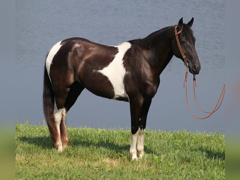 Tennessee Walking Horse Wallach 13 Jahre Tobiano-alle-Farben in Whitley ciity KY