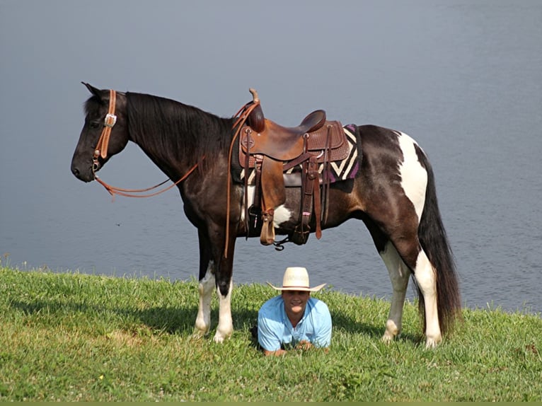 Tennessee Walking Horse Wallach 13 Jahre Tobiano-alle-Farben in Whitley ciity KY
