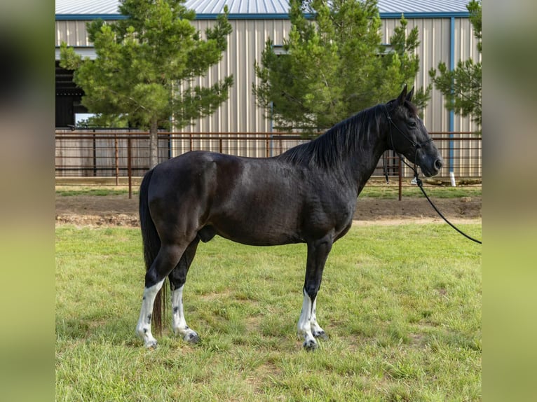 Tennessee Walking Horse Wallach 13 Jahre Tobiano-alle-Farben in Weatherford TX