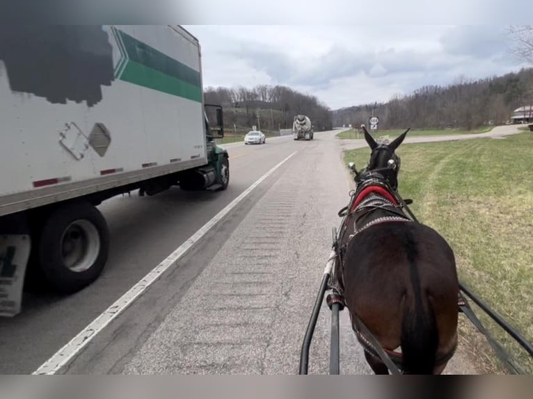 Tennessee Walking Horse Wallach 14 Jahre 145 cm Rotbrauner in Salyersville KY