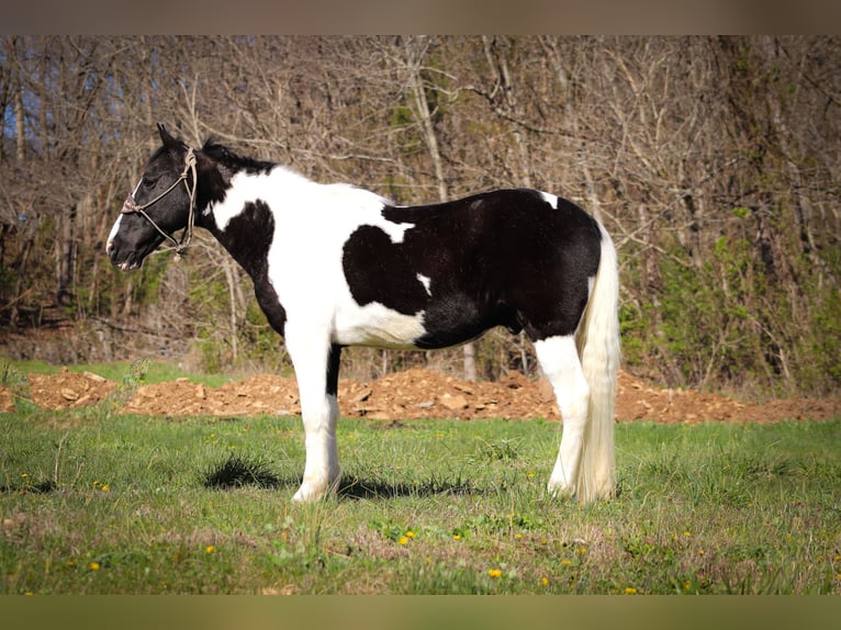 Tennessee Walking Horse Wallach 14 Jahre 150 cm Rappe in FLEMINGSBURG, KY