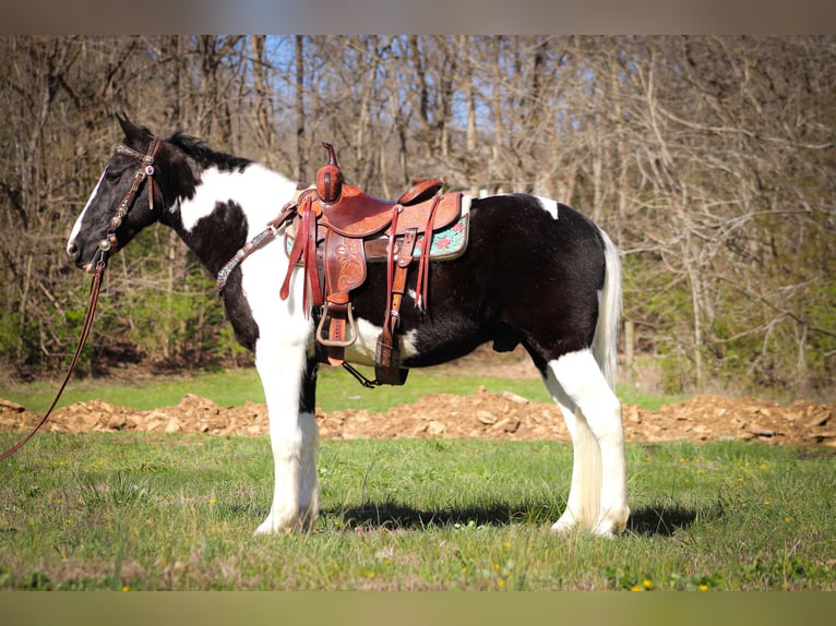 Tennessee Walking Horse Wallach 14 Jahre 150 cm Rappe in FLEMINGSBURG, KY
