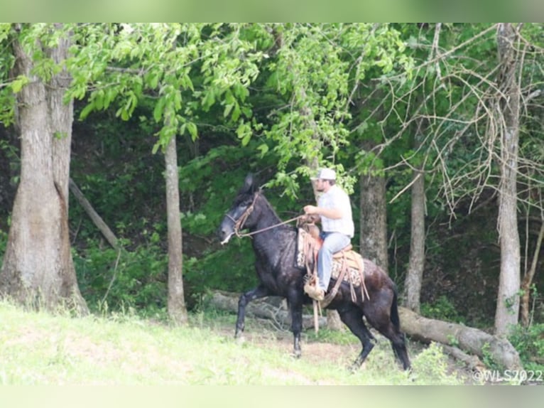 Tennessee Walking Horse Wallach 14 Jahre 152 cm Rappe in Brooksville KY
