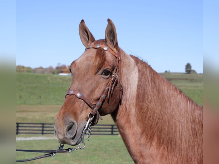 Tennessee Walking Horse Wallach 14 Jahre 155 cm Roan-Red in Mount Vernon KY