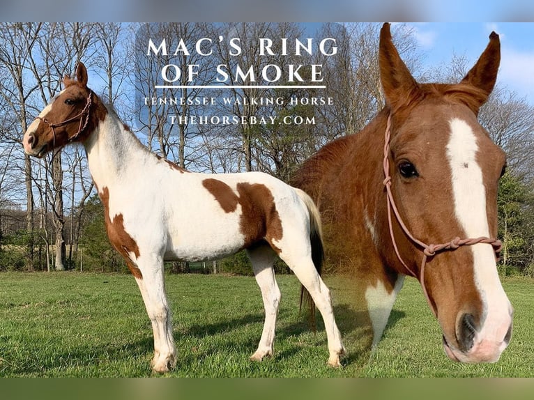 Tennessee Walking Horse Wallach 14 Jahre 155 cm Rotfuchs in Jeffersonville, KY