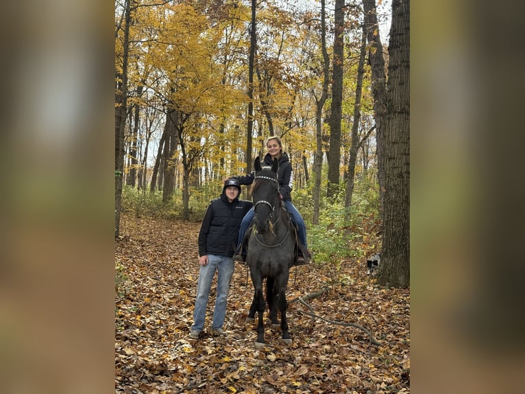 Tennessee Walking Horse Wallach 14 Jahre 157 cm Roan-Blue in Moscow