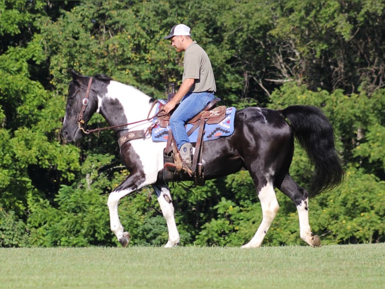 Tennessee Walking Horse Wallach 14 Jahre 157 cm Tobiano-alle-Farben in Jamestown KY