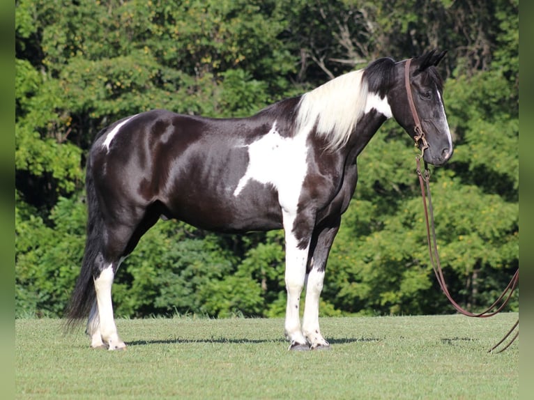 Tennessee Walking Horse Wallach 14 Jahre 157 cm Tobiano-alle-Farben in Jamestown KY