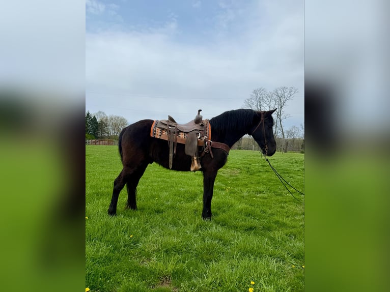 Tennessee Walking Horse Wallach 14 Jahre Rappe in MOscow OH