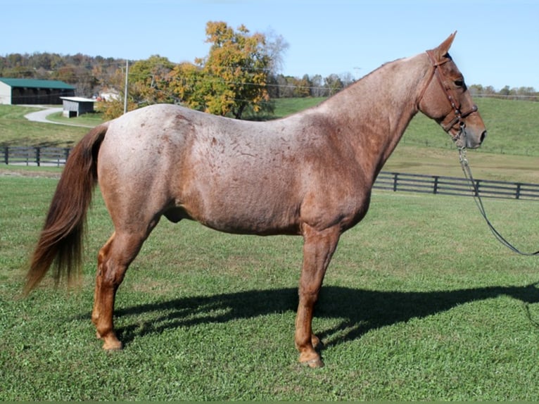Tennessee Walking Horse Wallach 14 Jahre Roan-Red in Mount vernon Ky