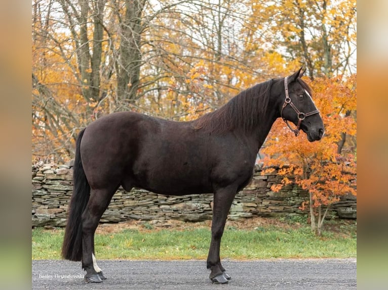 Tennessee Walking Horse Wallach 15 Jahre 150 cm Rappe in Everett PA