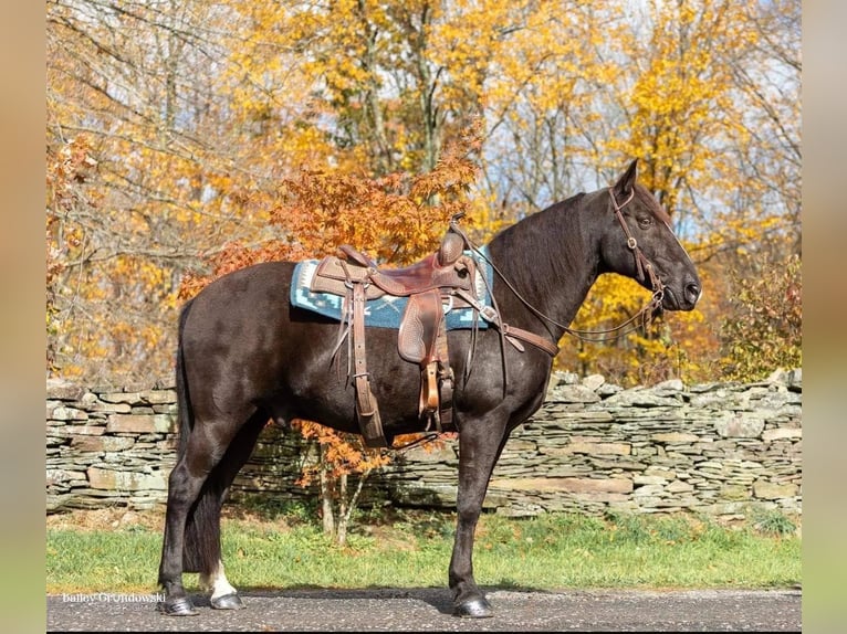 Tennessee Walking Horse Wallach 15 Jahre 150 cm Rappe in Everett PA