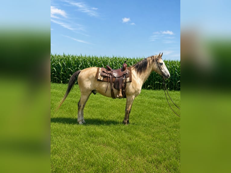 Tennessee Walking Horse Wallach 15 Jahre 152 cm Buckskin in Van Horne