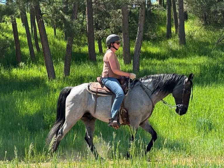 Tennessee Walking Horse Wallach 15 Jahre 155 cm Roan-Blue in Larkspur