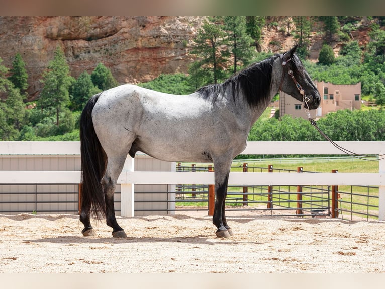 Tennessee Walking Horse Wallach 15 Jahre 155 cm Roan-Blue in Larkspur