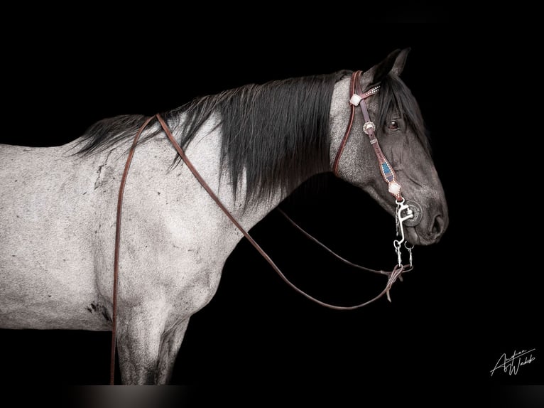 Tennessee Walking Horse Wallach 15 Jahre 155 cm Roan-Blue in Larkspur