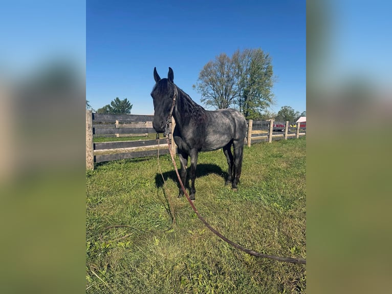 Tennessee Walking Horse Wallach 15 Jahre 157 cm Roan-Blue in Moscow