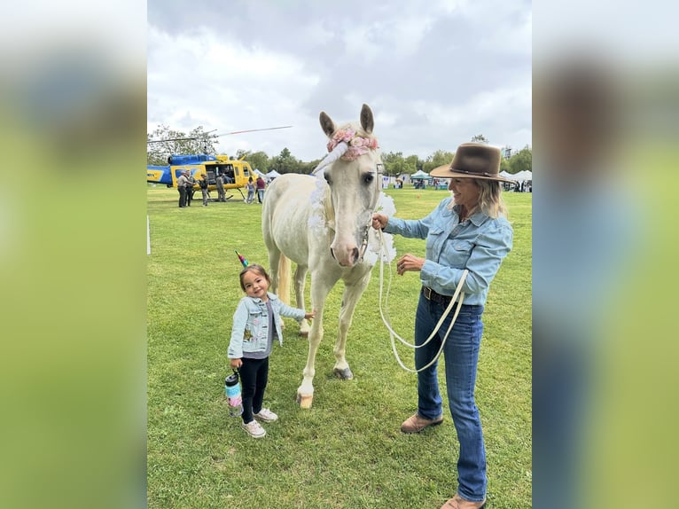 Tennessee Walking Horse Wallach 15 Jahre 163 cm White in Simi Valley, CA