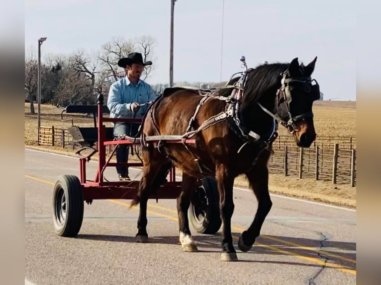 Tennessee Walking Horse Wallach 15 Jahre Rotbrauner in Valley Springs, SD