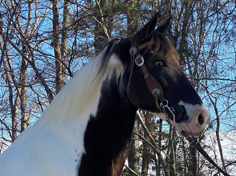 Tennessee Walking Horse Wallach 15 Jahre Tobiano-alle-Farben in Whitley City, KY