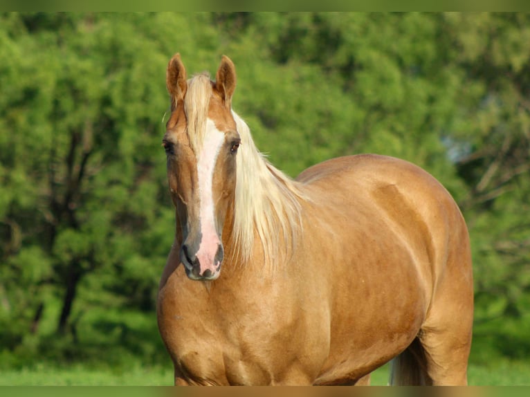 Tennessee Walking Horse Wallach 16 Jahre 152 cm Palomino in stephenville TX
