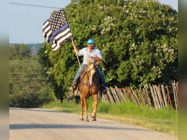 Tennessee Walking Horse Wallach 16 Jahre 152 cm Palomino in stephenville TX