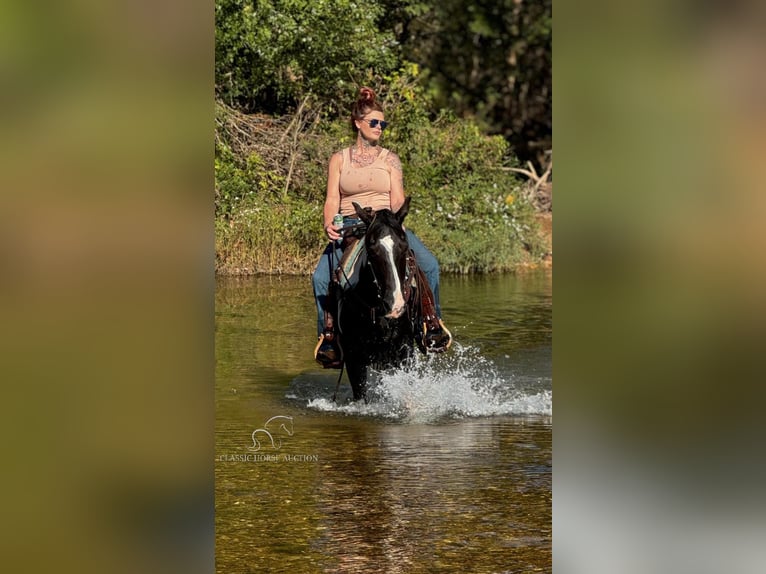 Tennessee Walking Horse Wallach 16 Jahre 152 cm Tobiano-alle-Farben in Gerald, MO