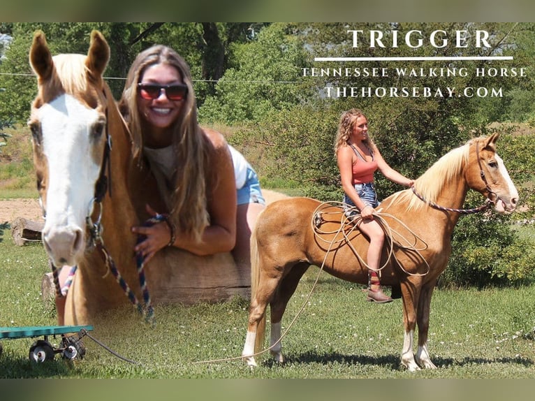 Tennessee Walking Horse Wallach 16 Jahre 157 cm Palomino in Fort Collins, CO