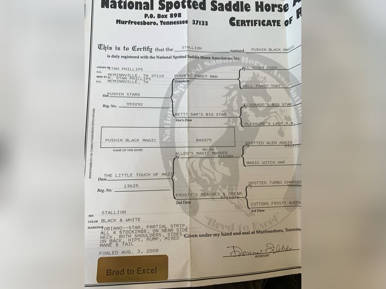 Tennessee Walking Horse Wallach 17 Jahre 152 cm in Lewisburg, TN