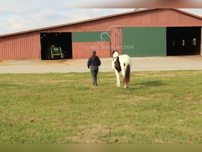 Tennessee Walking Horse Wallach 17 Jahre 152 cm in Lewisburg, TN