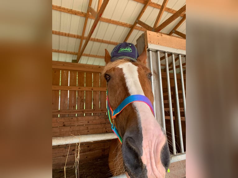 Tennessee Walking Horse Wallach 19 Jahre 163 cm Rotfuchs in Jamestown, tn