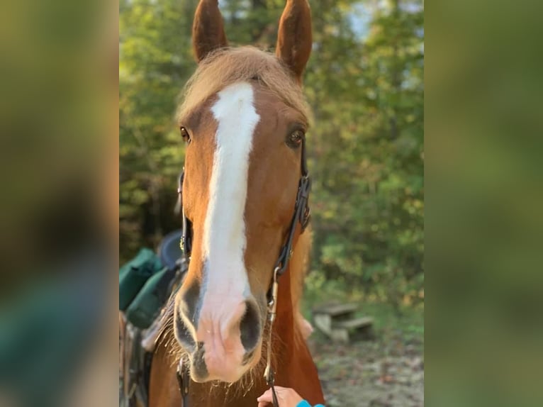 Tennessee Walking Horse Wallach 19 Jahre 163 cm Rotfuchs in Jamestown, tn