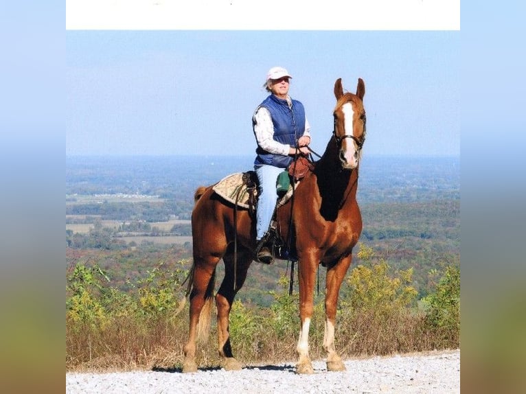 Tennessee Walking Horse Wallach 20 Jahre 163 cm Rotfuchs in Jamestown, tn