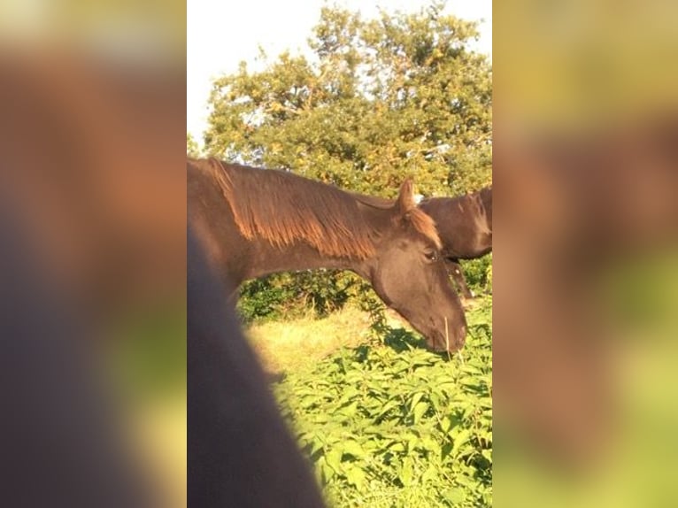 Tennessee Walking Horse Wallach 2 Jahre 128 cm Rappe in Saint-Clément