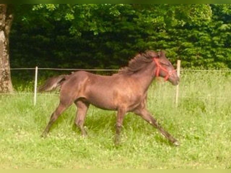 Tennessee Walking Horse Wallach 2 Jahre 128 cm Rappe in Saint-Clément