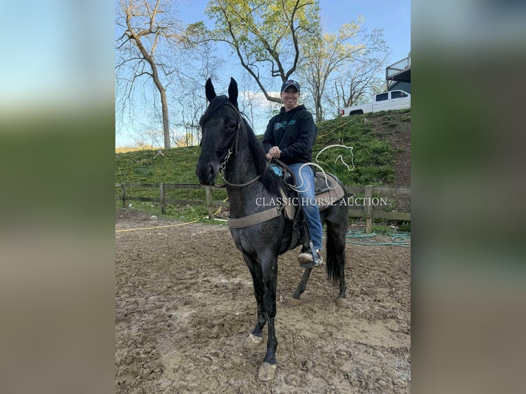 Tennessee Walking Horse Wallach 2 Jahre 142 cm Roan-Blue in Sneedville, TN