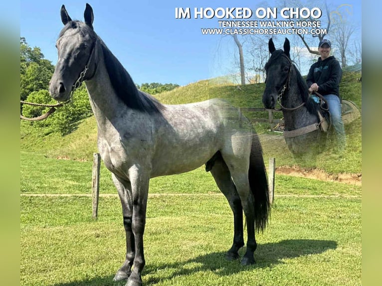 Tennessee Walking Horse Wallach 2 Jahre 142 cm Roan-Blue in Sneedville, TN