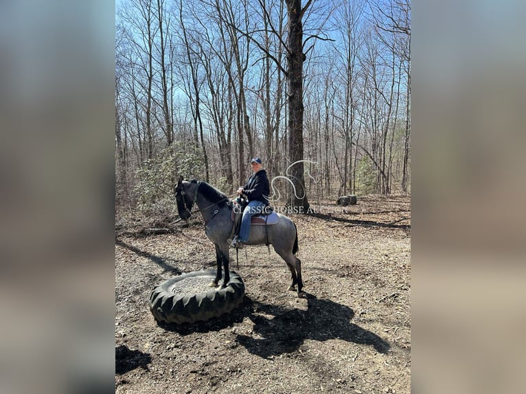 Tennessee Walking Horse Wallach 2 Jahre 142 cm Roan-Blue in Sneedville, TN