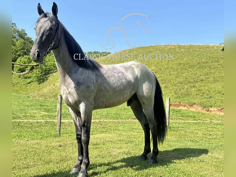 Tennessee Walking Horse Wallach 2 Jahre 142 cm Roan-Blue in Sneedville, TN