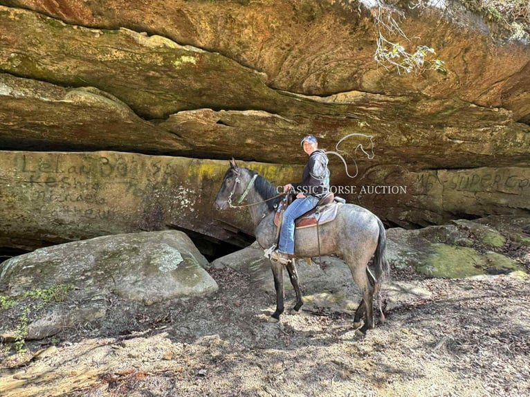 Tennessee Walking Horse Wallach 2 Jahre 142 cm Roan-Blue in Sneedville, TN