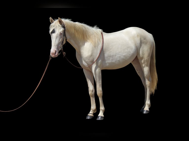 Tennessee Walking Horse Wallach 2 Jahre 147 cm Cremello in Fort Collins