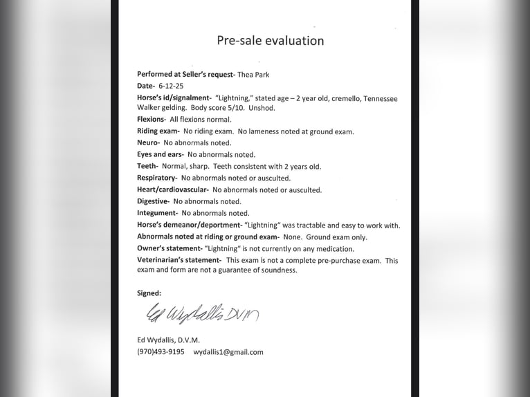 Tennessee Walking Horse Wallach 2 Jahre 147 cm Cremello in Fort Collins